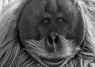 Torsten S.